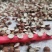 12里大粒粒芡实米茨实米《产地直销》大量现货
