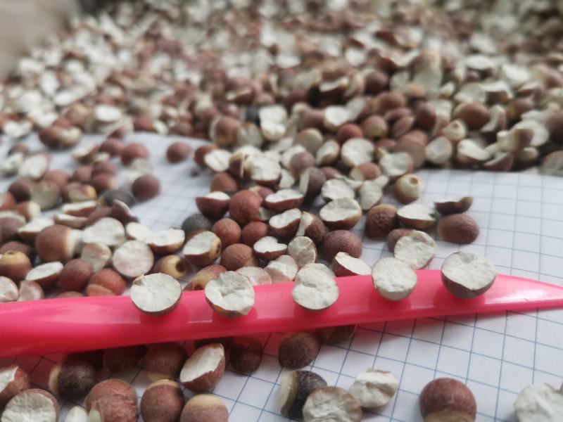 12里大粒粒芡实米茨实米《产地直销》大量现货