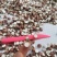 12里大粒粒芡实米茨实米《产地直销》大量现货