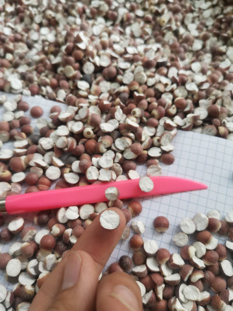 12里大粒粒芡实米茨实米《产地直销》大量现货