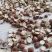 12里大粒粒芡实米茨实米《产地直销》大量现货