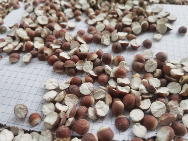 12里大粒粒芡实米茨实米《产地直销》大量现货