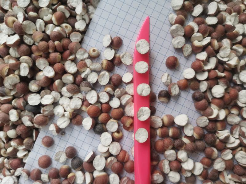 12里大粒粒芡实米茨实米《产地直销》大量现货