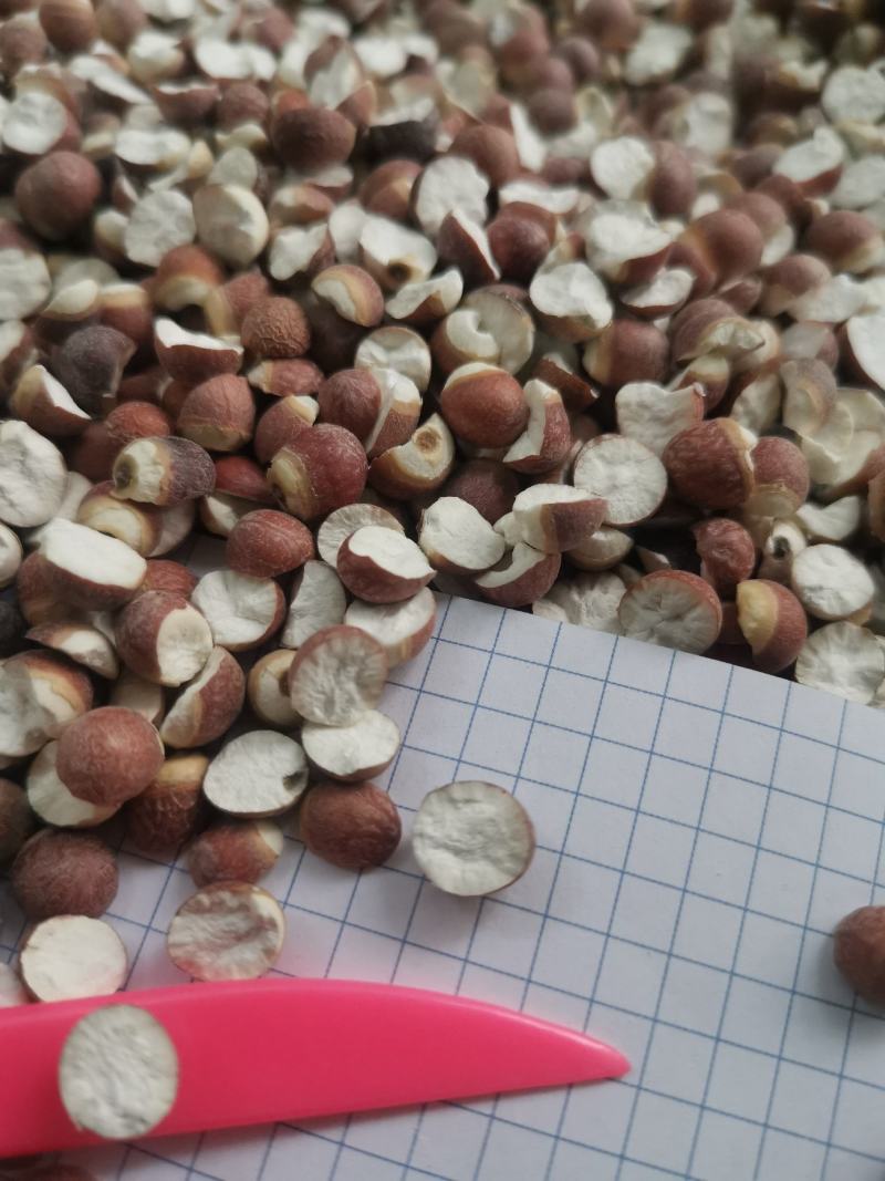 12里大粒粒芡实米茨实米《产地直销》大量现货