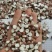 12里大粒粒芡实米茨实米《产地直销》大量现货