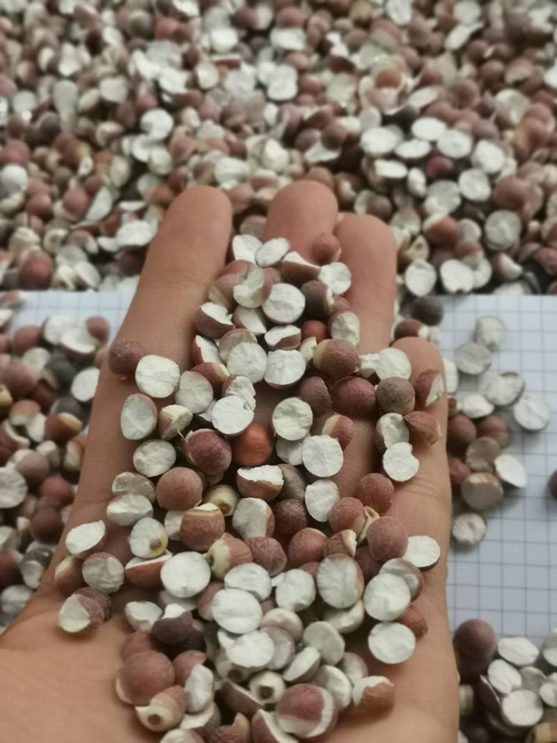 12里大粒粒芡实米茨实米《产地直销》大量现货