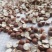 12里大粒粒芡实米茨实米《产地直销》大量现货