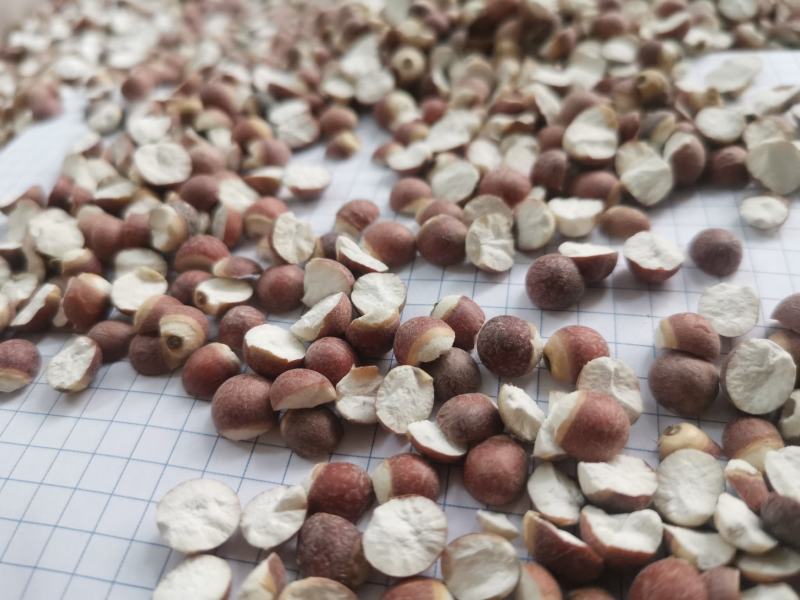12里大粒粒芡实米茨实米《产地直销》大量现货