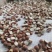 12里大粒粒芡实米茨实米《产地直销》大量现货
