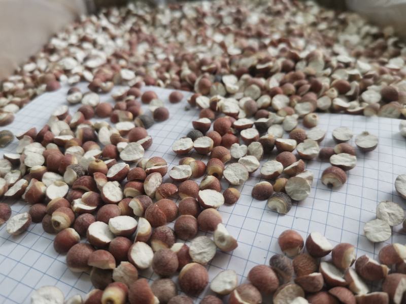 12里大粒粒芡实米茨实米《产地直销》大量现货