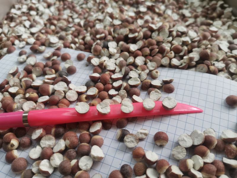 12里大粒粒芡实米茨实米《产地直销》大量现货