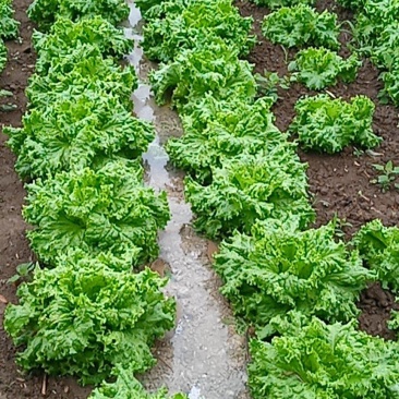 花叶生菜大量上市