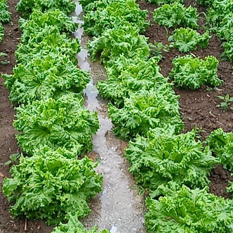 花叶生菜大量上市