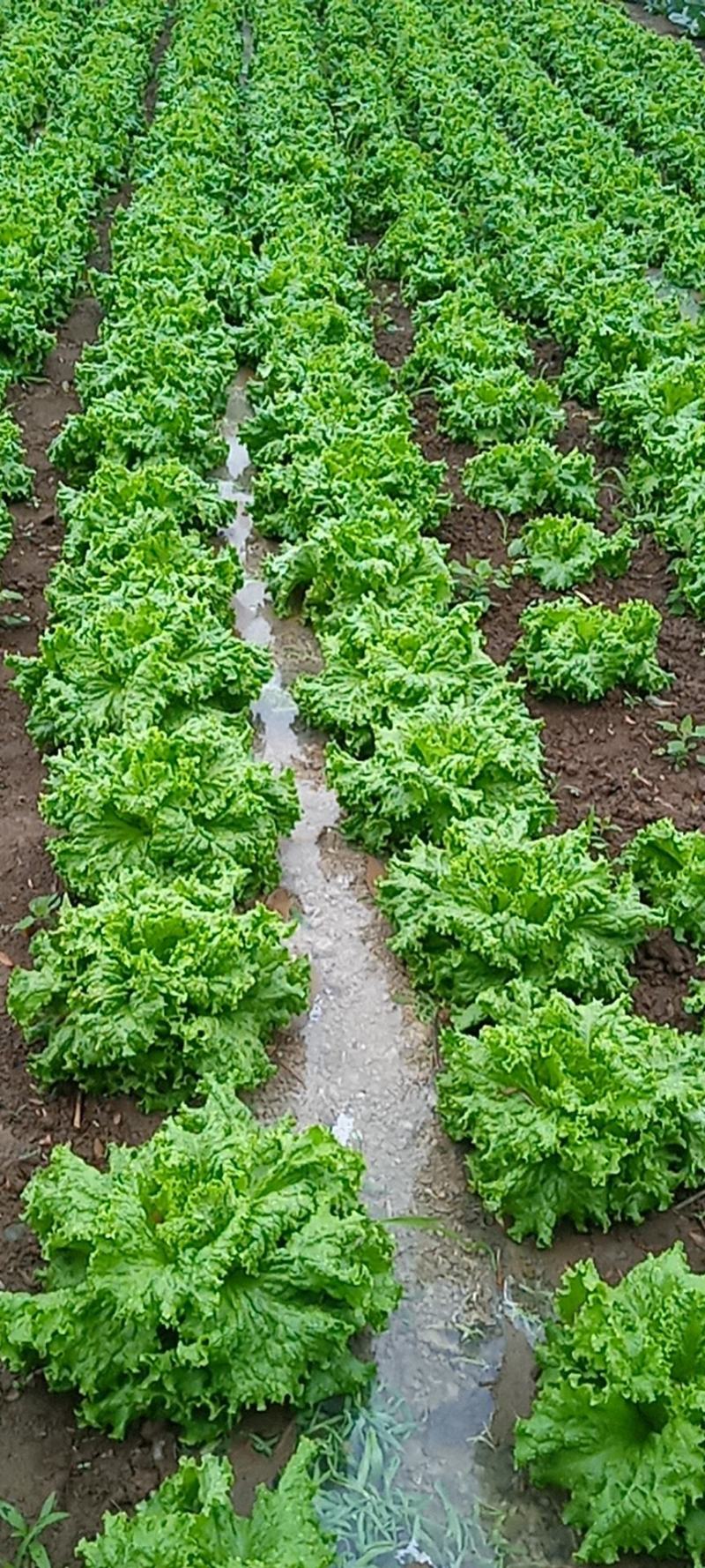 花叶生菜大量上市