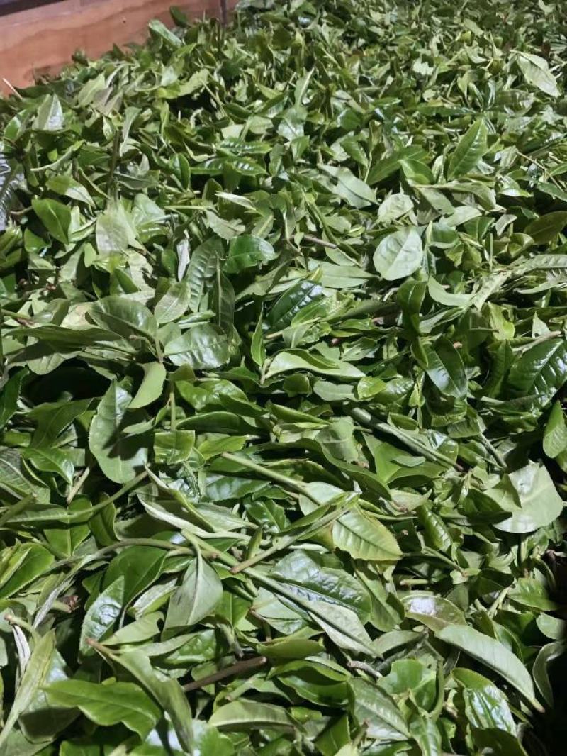 出售果树茶！