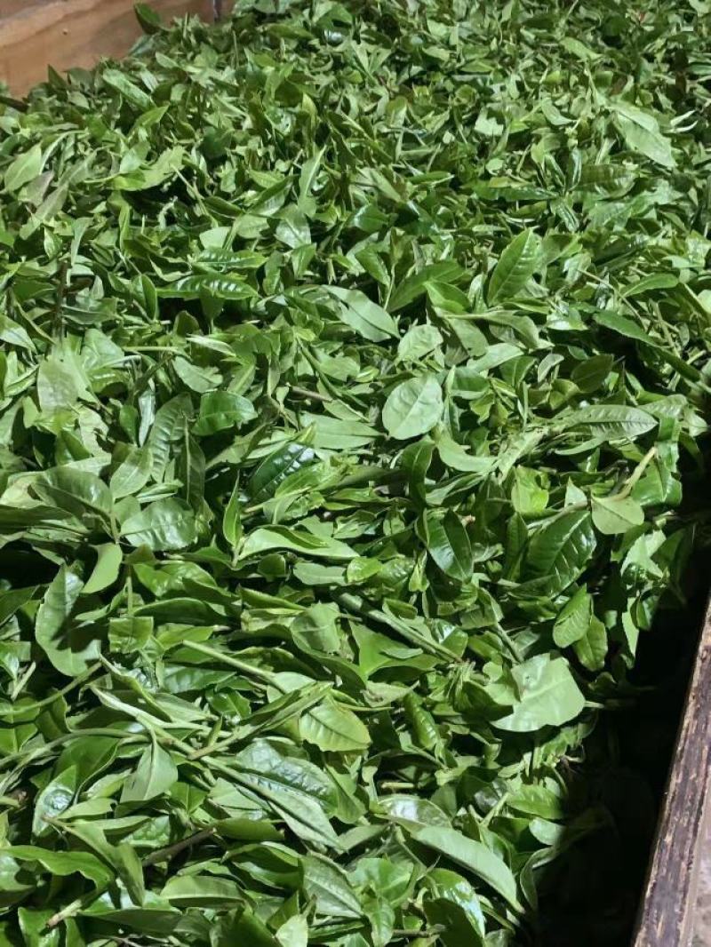 出售果树茶！