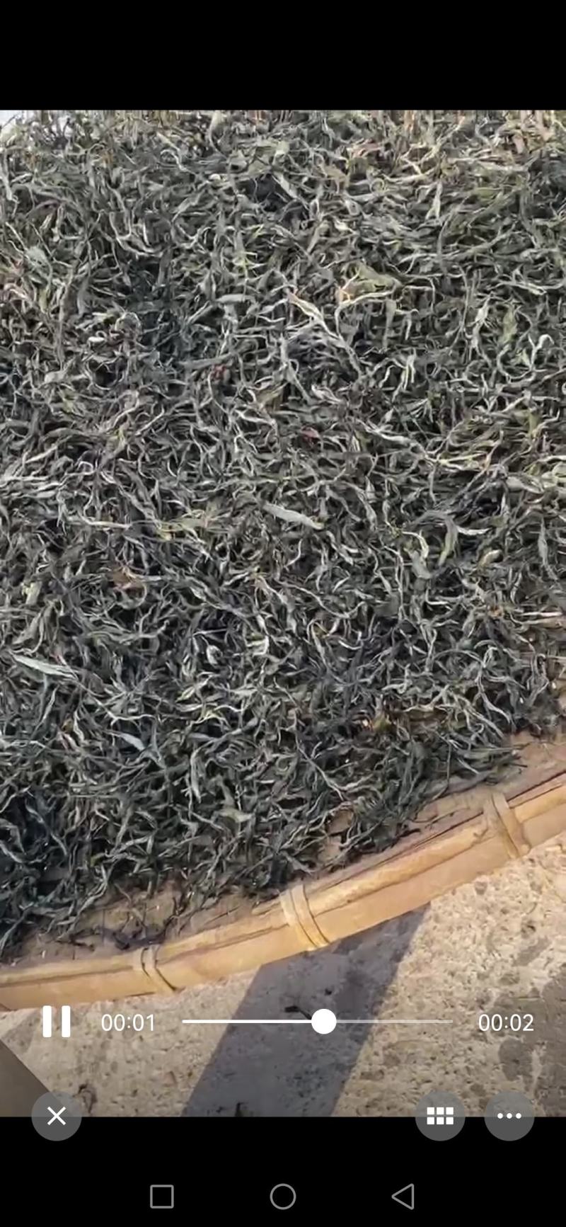 出售果树茶！