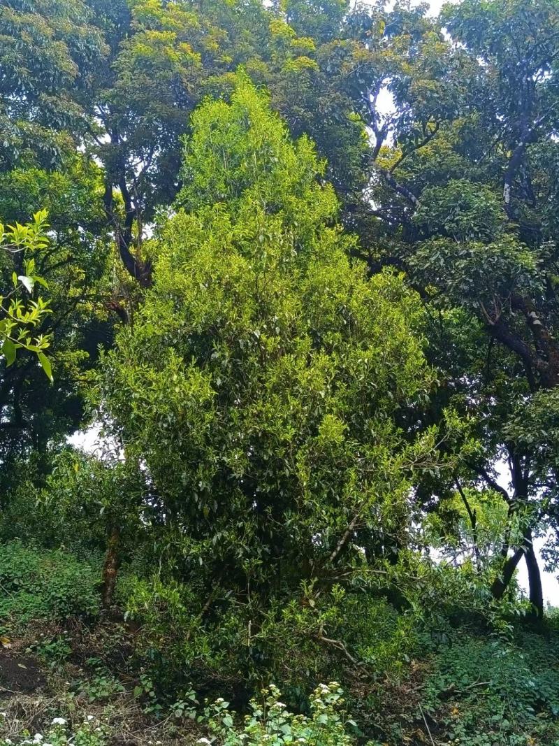 出售果树茶！