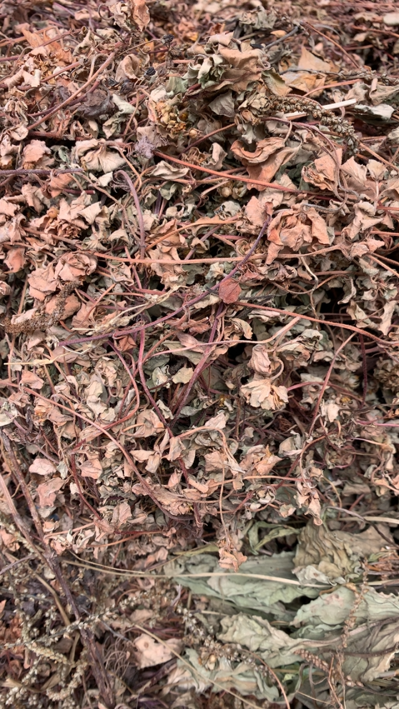 小叶金钱草过路黄金钱草干度高野生品质好