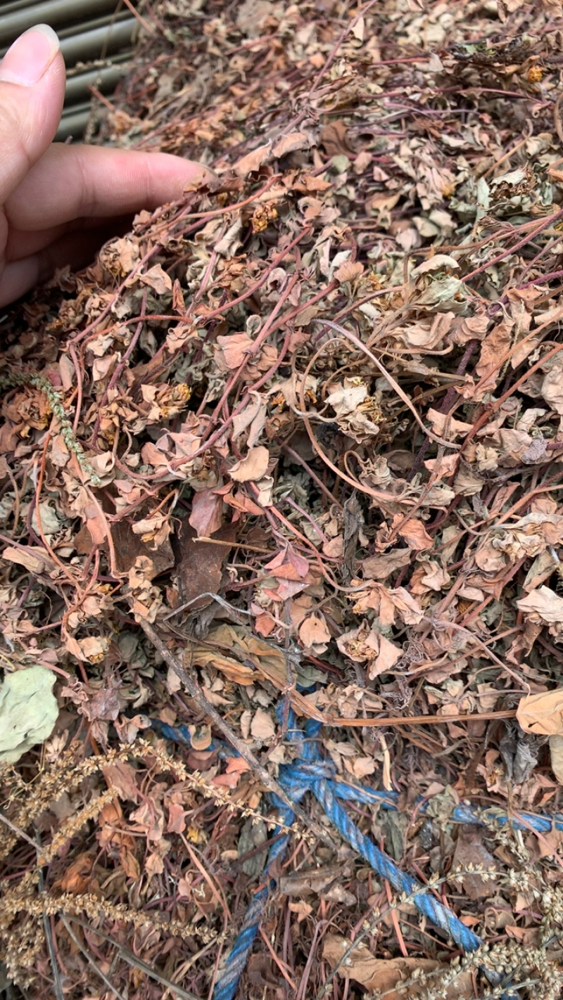 小叶金钱草过路黄金钱草干度高野生品质好