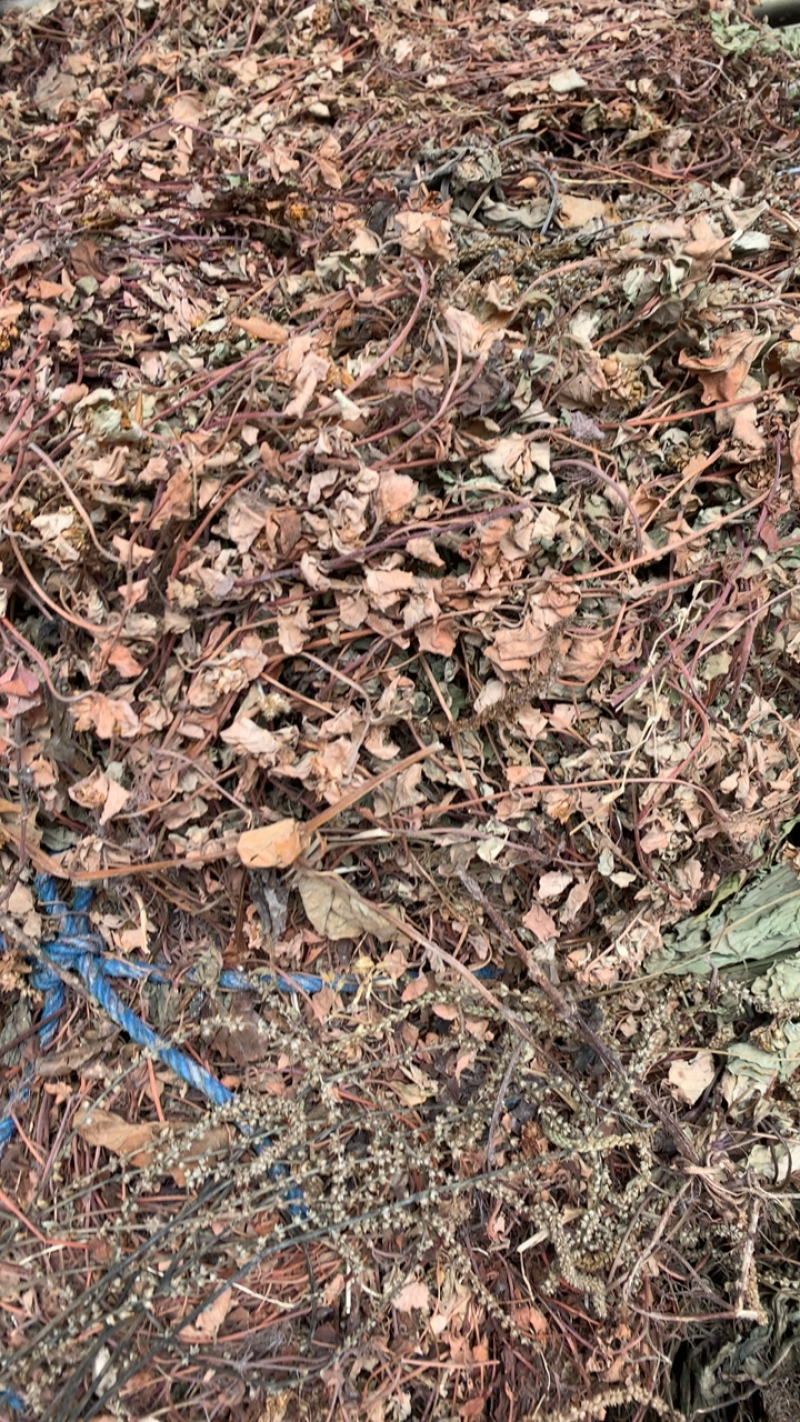 小叶金钱草过路黄金钱草干度高野生品质好