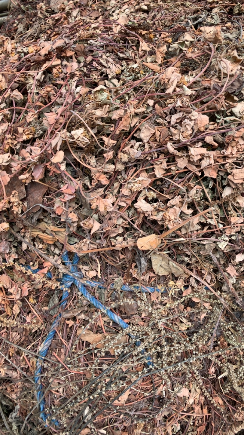 小叶金钱草过路黄金钱草干度高野生品质好