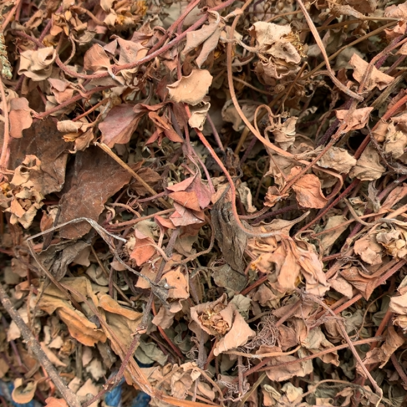 小叶金钱草过路黄金钱草干度高野生品质好