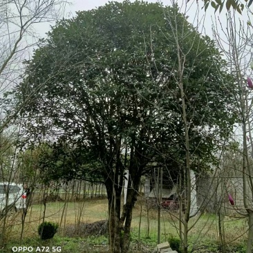 桂花树，桂花苗，金桂，丹桂，银桂