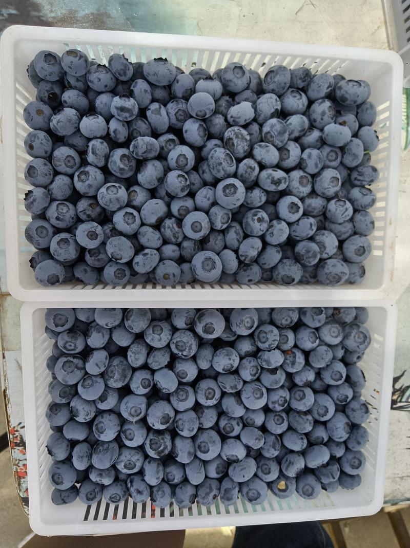山东暖棚蓝莓成熟上市中