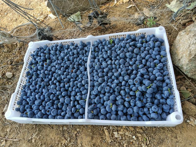 山东暖棚蓝莓成熟上市中