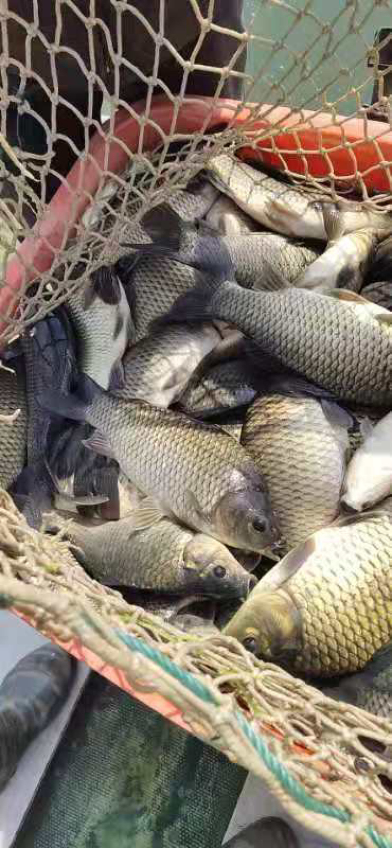 黄金鲫