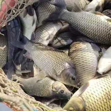 黄金鲫