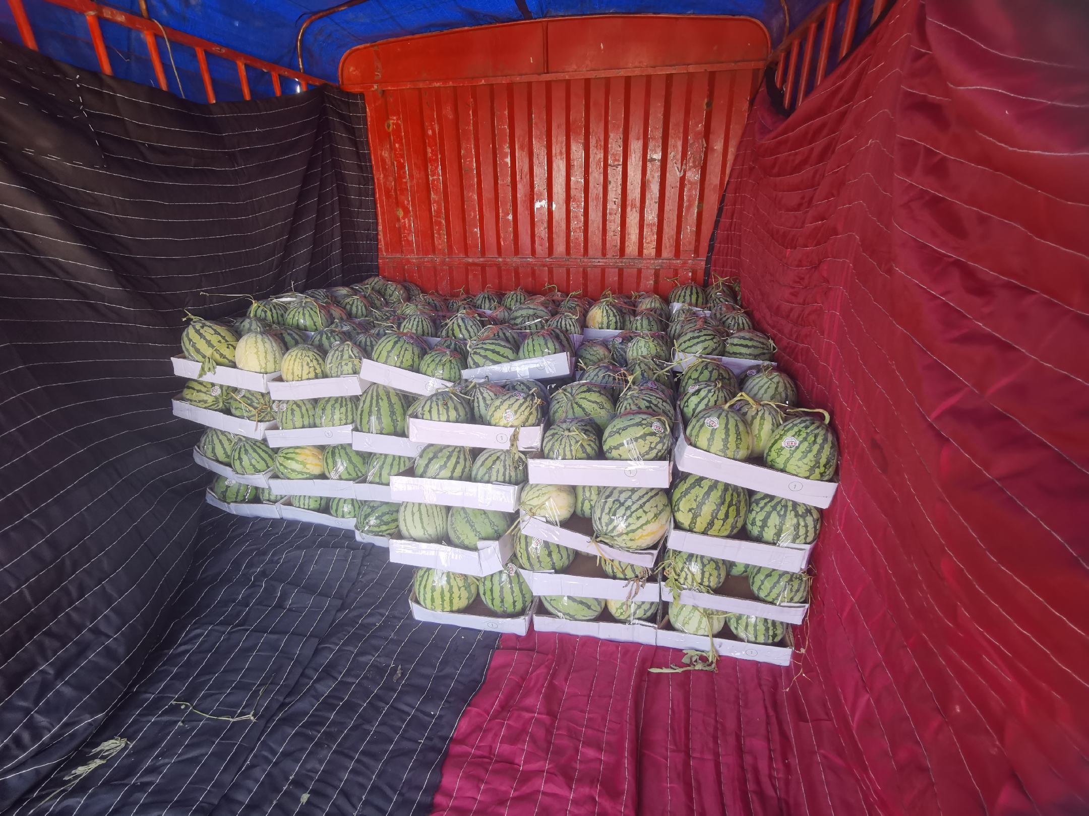丰收时节的甜王西瓜装车运输