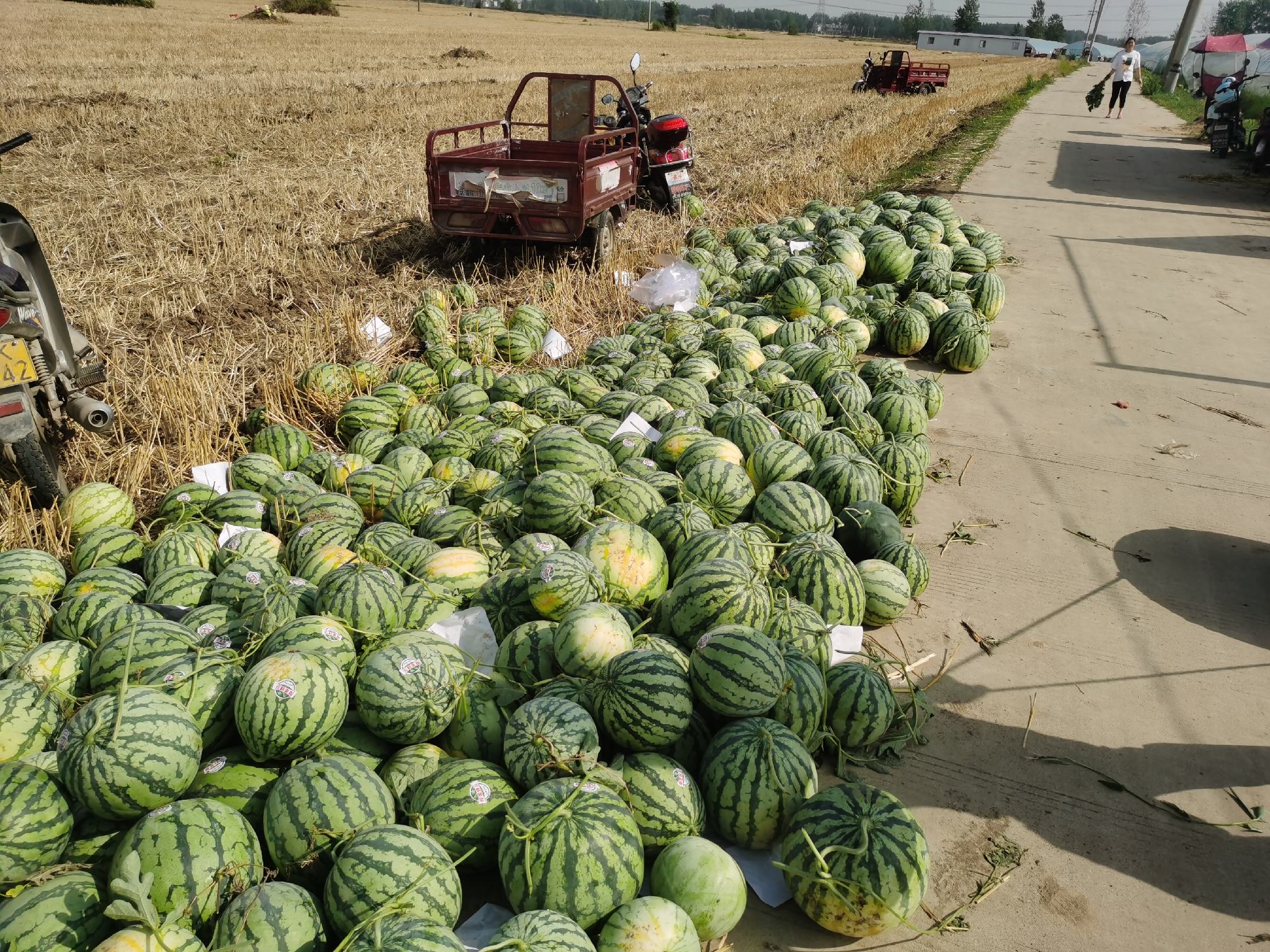 农村地里的小西瓜丰收运输场景