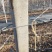 水泥柱固定卡河北永德助新建果园猕猴桃葡萄立架密植果园专用