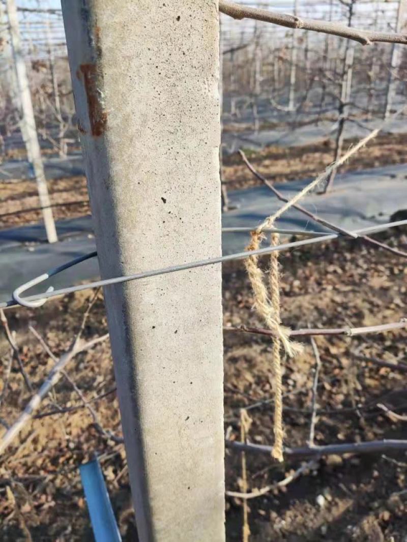 水泥柱固定卡河北永德助新建果园猕猴桃葡萄立架密植果园专用
