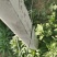 水泥柱固定卡河北永德助新建果园猕猴桃葡萄立架密植果园专用
