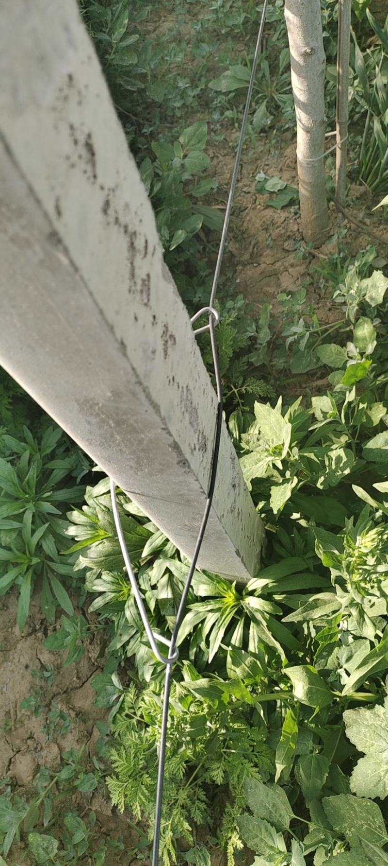 水泥柱固定卡河北永德助新建果园猕猴桃葡萄立架密植果园专用