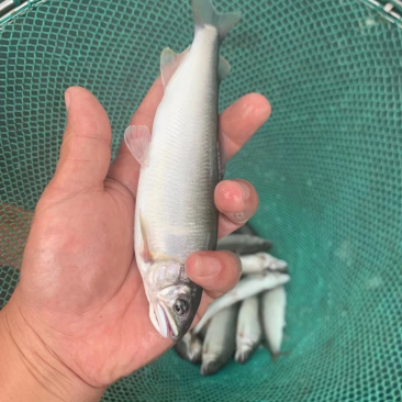 香鱼