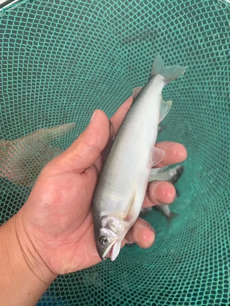 香鱼