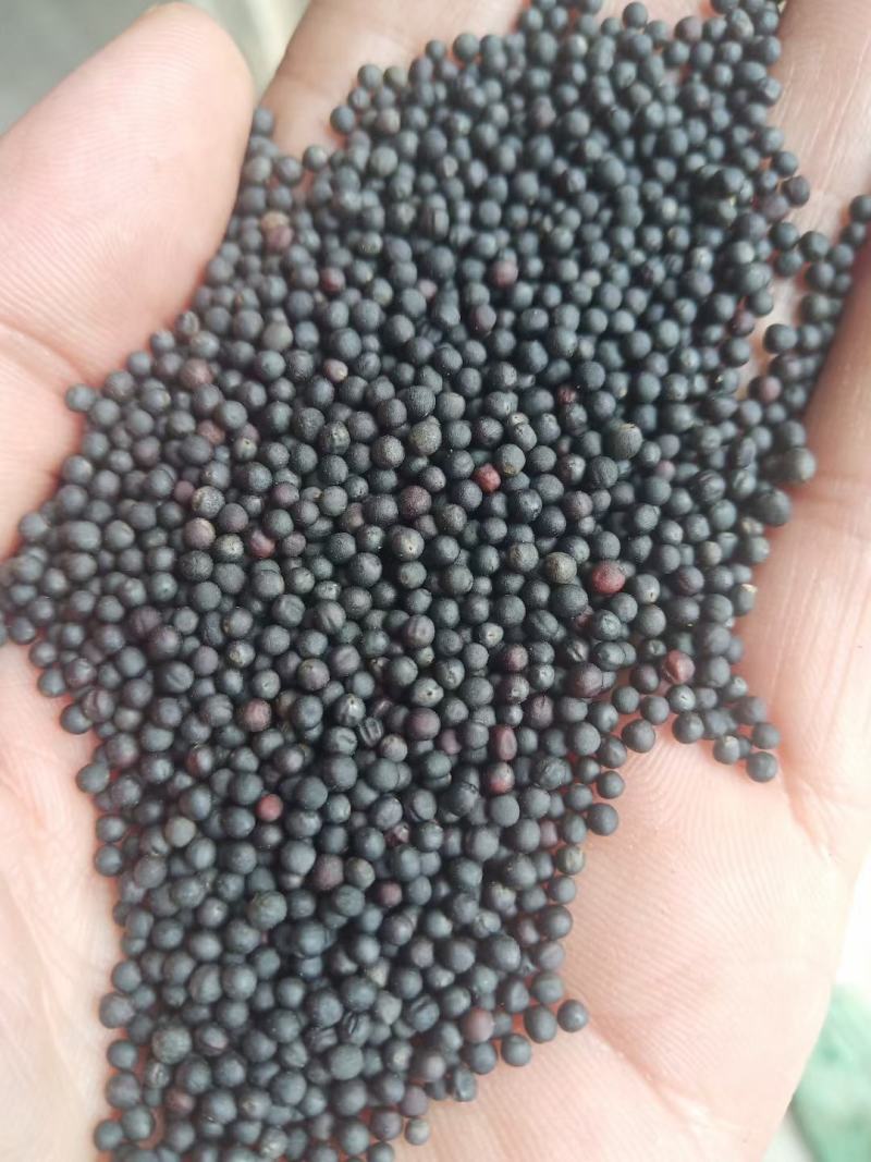 油菜籽