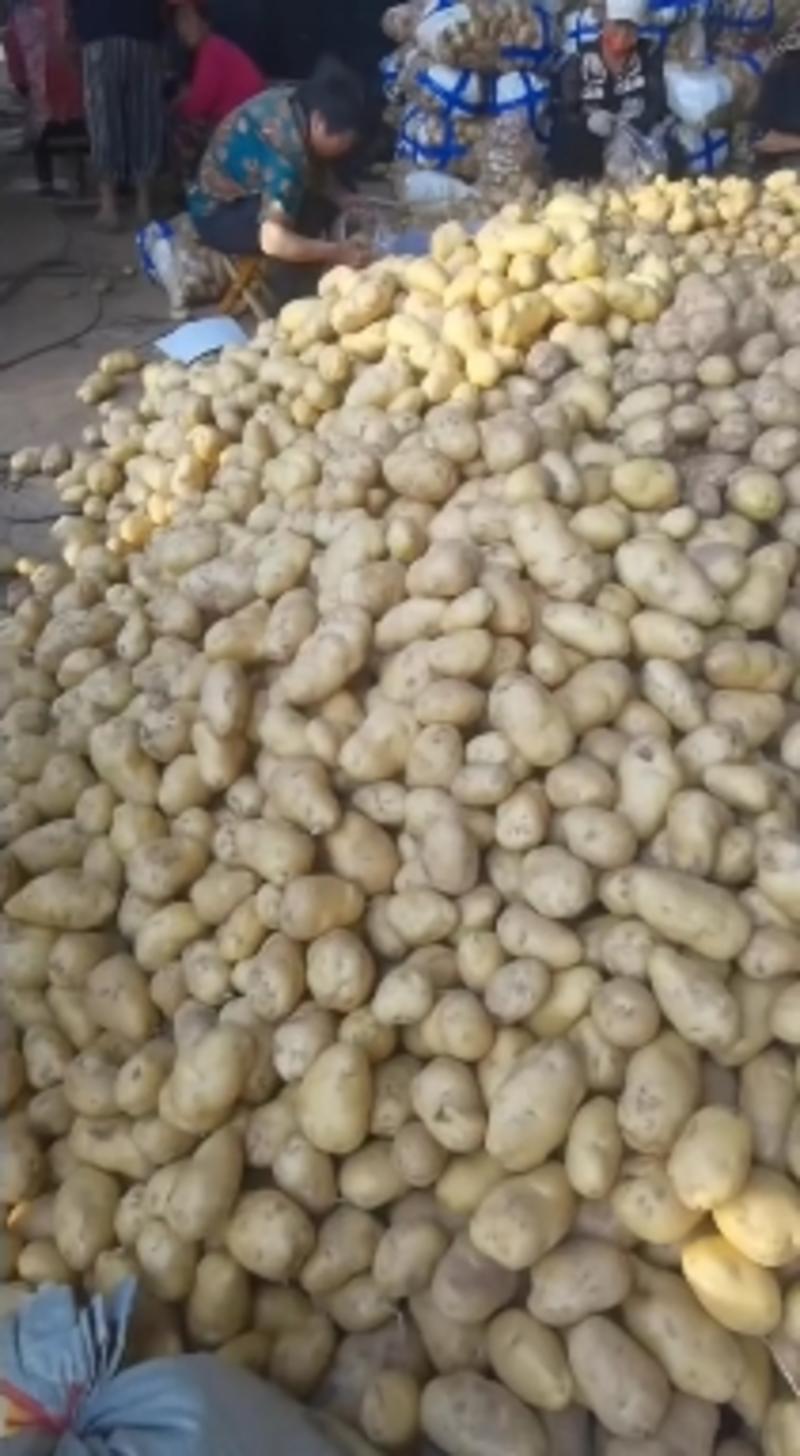 荷兰十五土豆大量供应，货源充足以质论价。