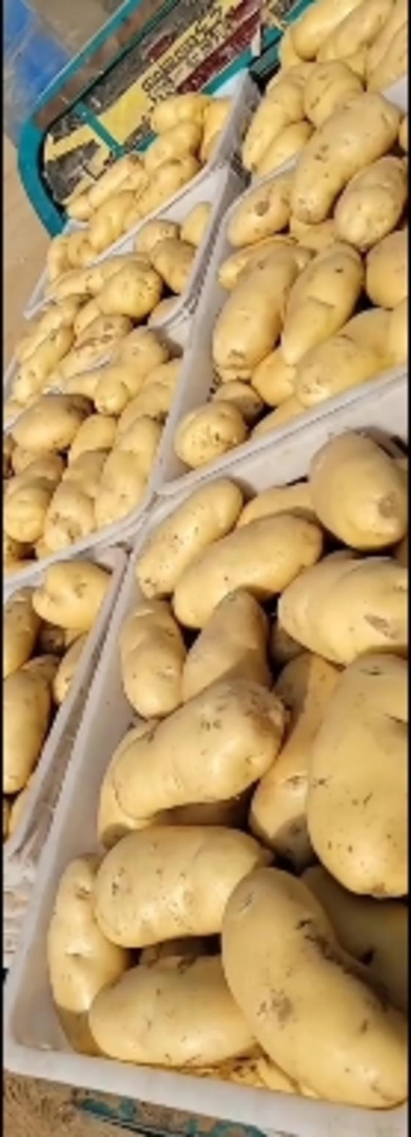 荷兰十五土豆大量供应，货源充足以质论价。