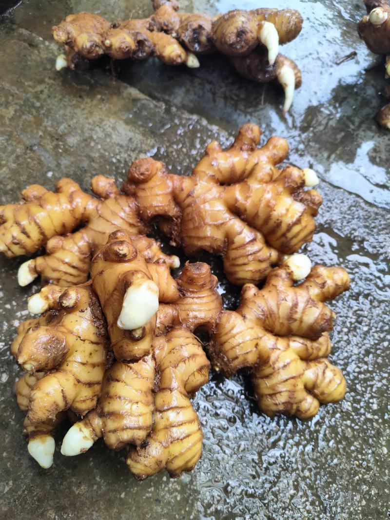 生姜云南小黄姜板形好，大块可水洗）