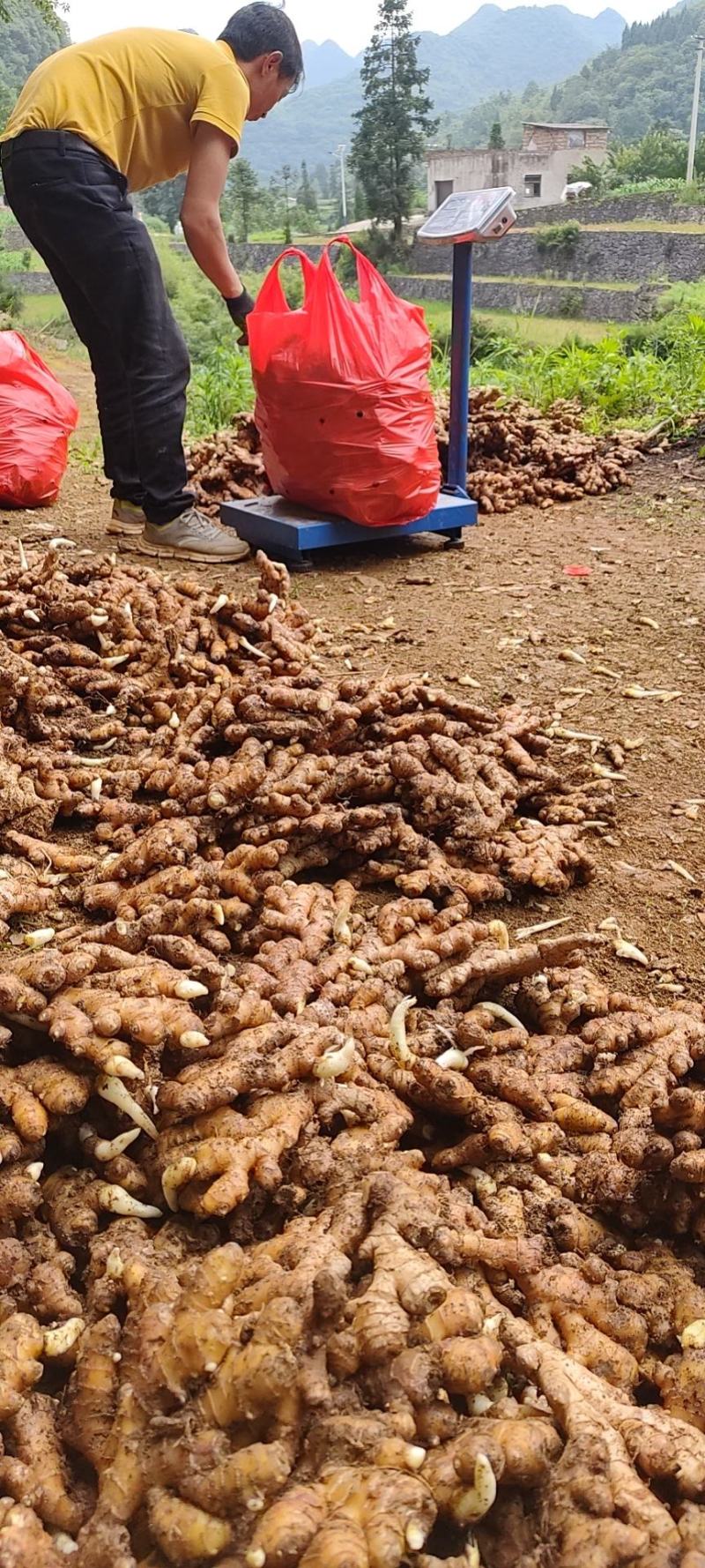 生姜云南小黄姜板形好，大块可水洗）