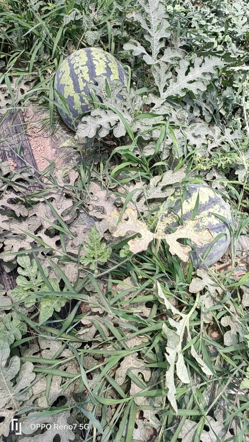 甜王，进城，全系列