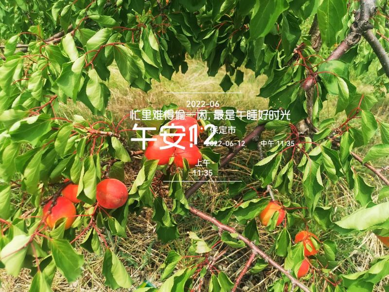 串枝红杏胭脂红杏，太行山万亩红杏产业基地每年六月五日上市