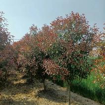 红叶石楠树，石楠球，红叶石楠苗