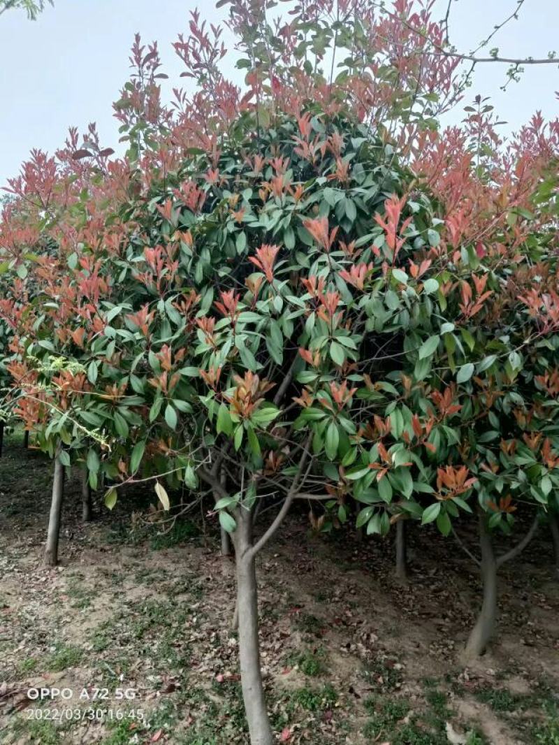 红叶石楠树，石楠球，红叶石楠苗