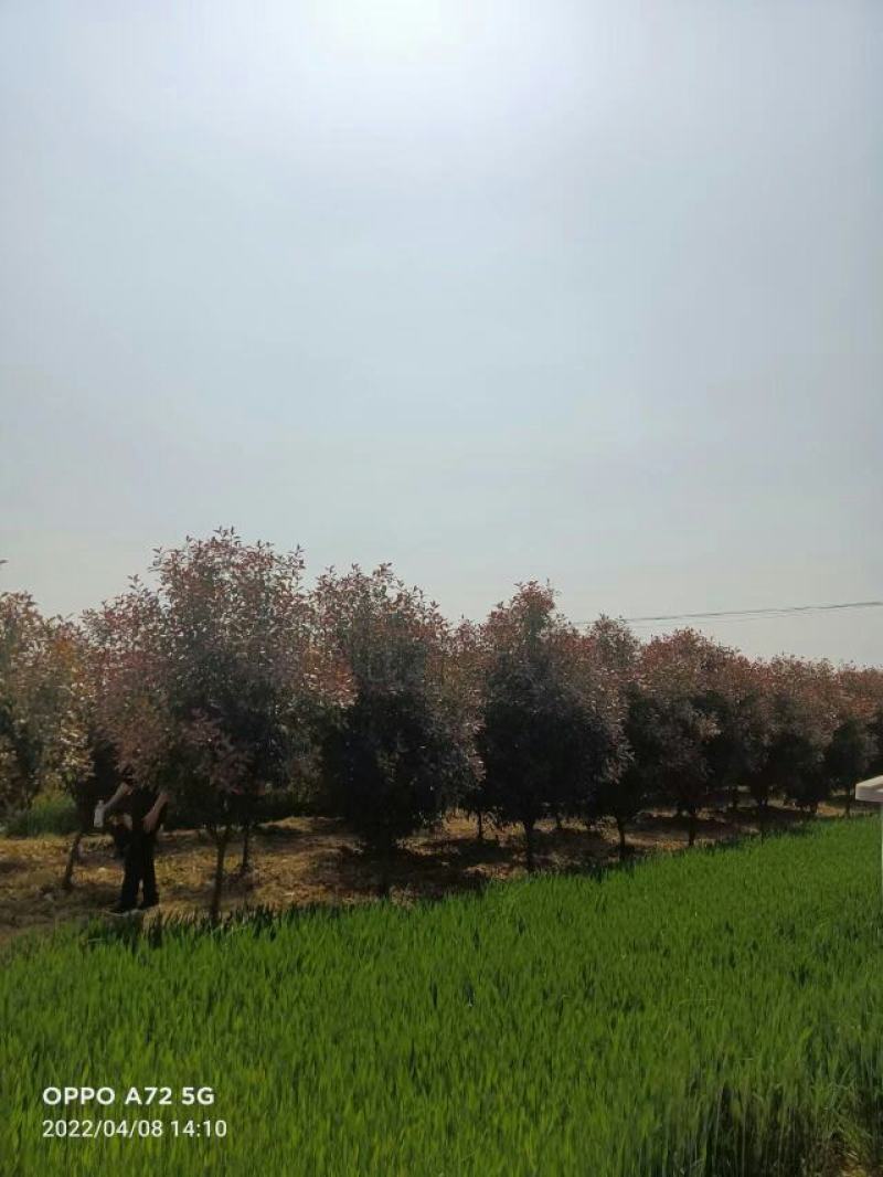 红叶石楠树，石楠球，红叶石楠苗